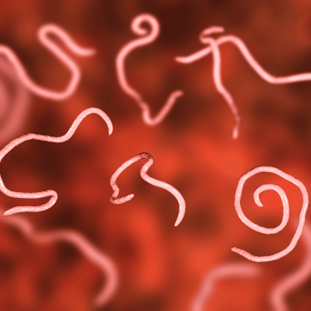 Pinworm