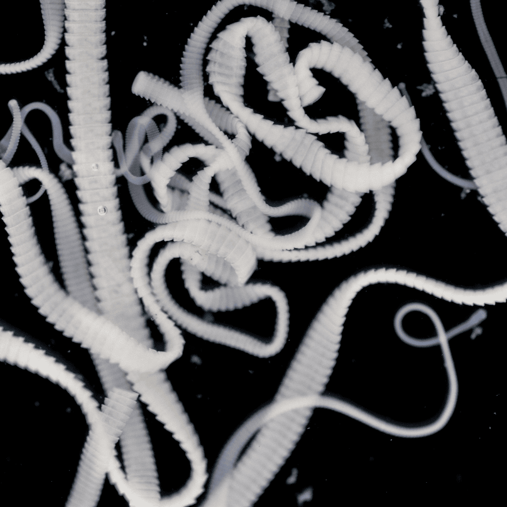 Tapeworm