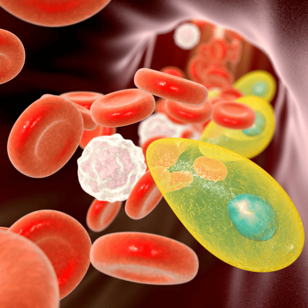 Toxoplasma